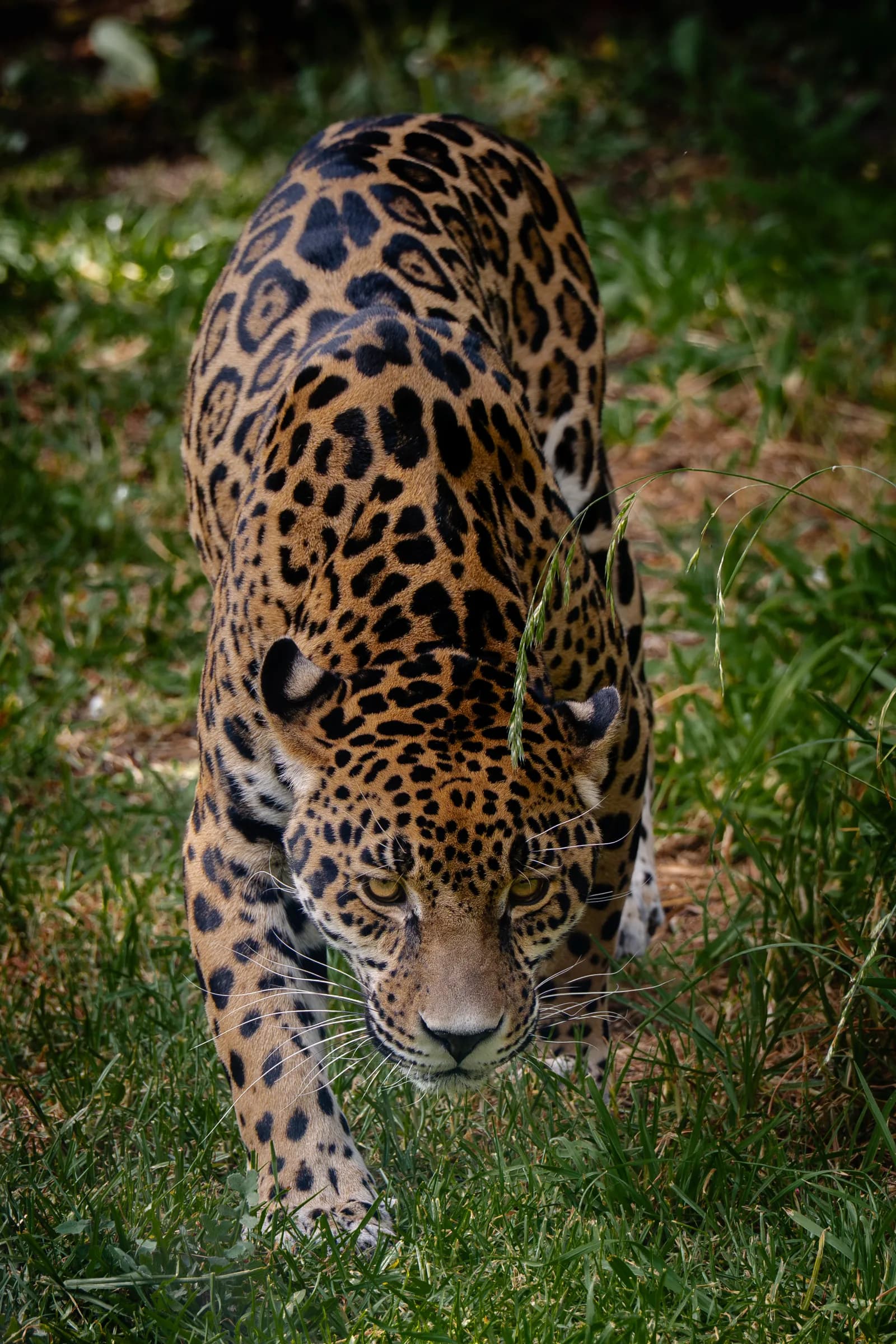 Felino de pelaje moteado caminando entre vegetación.