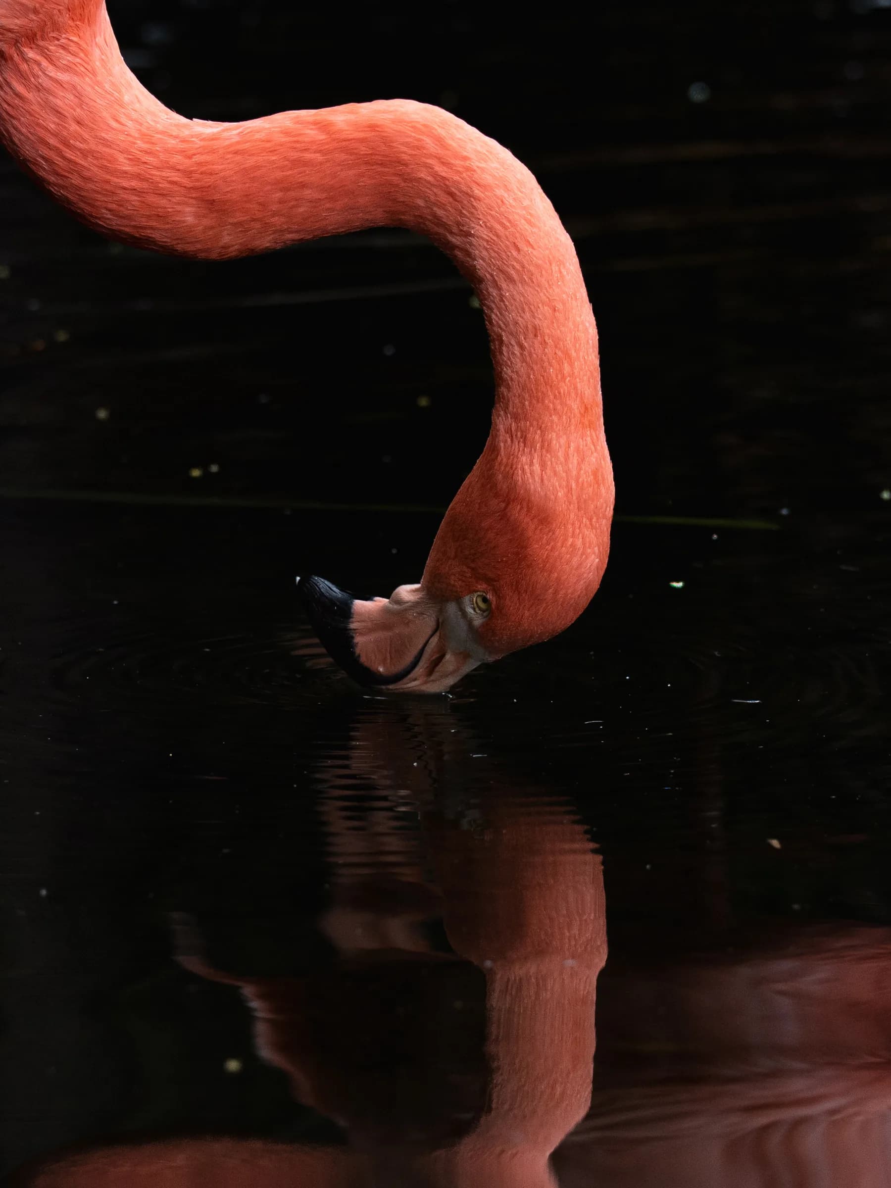 Flamenco de plumaje rosado junto a su reflejo sobre agua oscura.