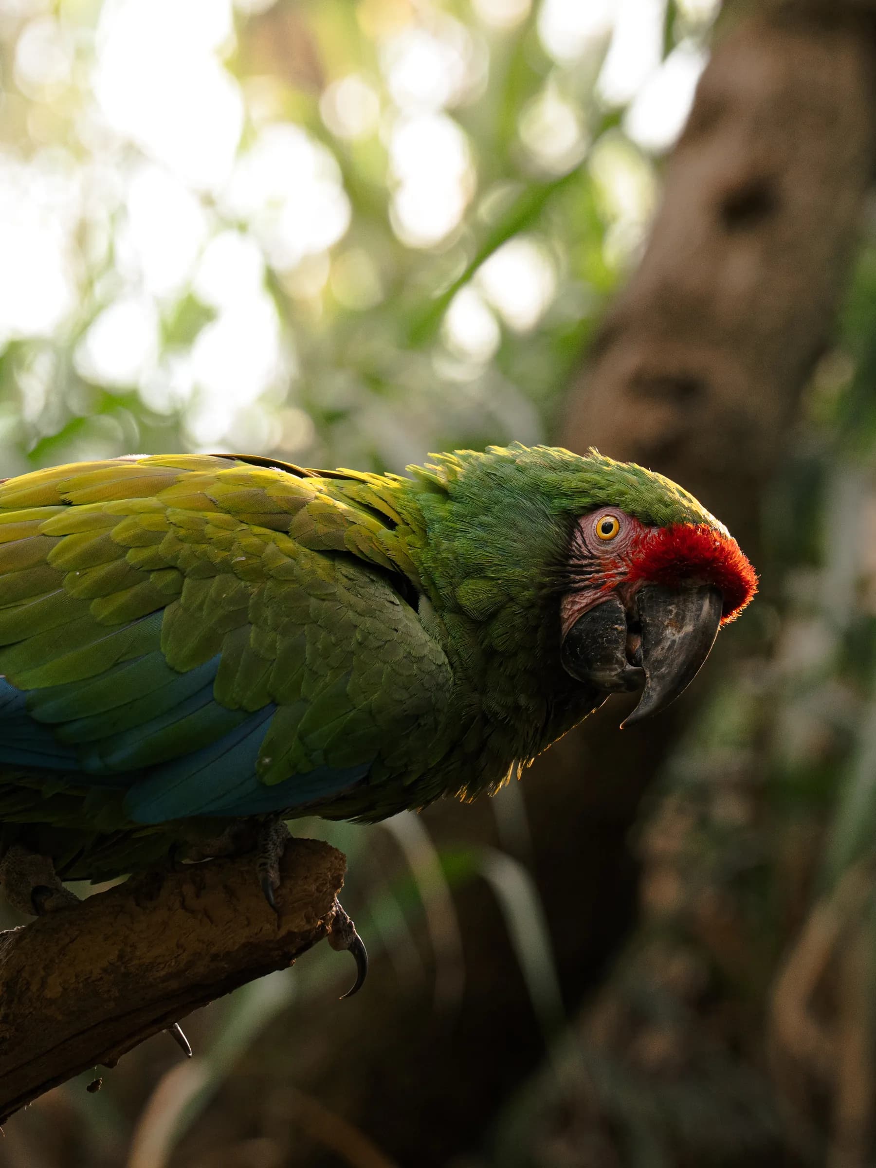 Ave de plumaje verde y frente roja posada en una rama.